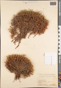 Acantholimon kokandense Bunge, Middle Asia, Pamir & Pamiro-Alai (M2) (Kyrgyzstan)