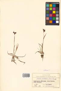 Luzula multiflora subsp. sibirica V. I. Krecz., Siberia, Chukotka & Kamchatka (S7) (Russia)