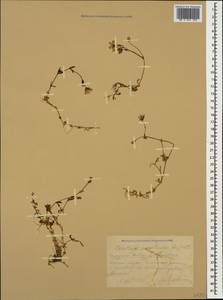 Dichodon cerastoides (L.) Rchb., Caucasus, Krasnodar Krai & Adygea (K1a) (Russia)