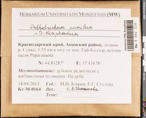 Orthotrichum pumilum Sw., Bryophytes, Bryophytes - North Caucasus & Ciscaucasia (B12) (Russia)