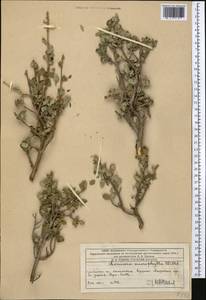 Lonicera microphylla Willd. ex Roem. & Schult., Middle Asia, Western Tian Shan & Karatau (M3) (Kazakhstan)