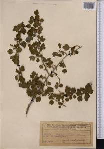 Ribes, Middle Asia, Caspian Ustyurt & Northern Aralia (M8) (Kazakhstan)