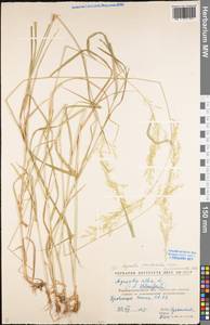 Agrostis stolonifera L., Eastern Europe, North Ukrainian region (E11) (Ukraine)