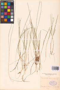 Carex pauciflora Lightf., Eastern Europe, Central region (E4) (Russia)