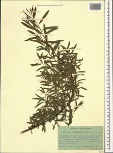 Salix purpurea, Caucasus, Stavropol Krai, Karachay-Cherkessia & Kabardino-Balkaria (K1b) (Russia)