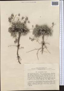Oxytropis bella B.Fedtsch., Middle Asia, Pamir & Pamiro-Alai (M2) (Tajikistan)