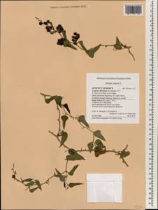 Smilax aspera L., South Asia, South Asia (Asia outside ex-Soviet states and Mongolia) (ASIA) (Cyprus)