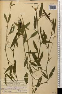 Lathyrus annuus L., Caucasus, Azerbaijan (K6) (Azerbaijan)