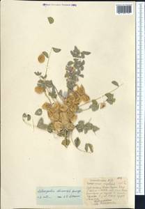 Astragalus chiwensis Bunge, Middle Asia, Karakum (M6) (Turkmenistan)