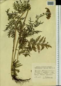 Tanacetum vulgare subsp. vulgare, Siberia, Russian Far East (S6) (Russia)