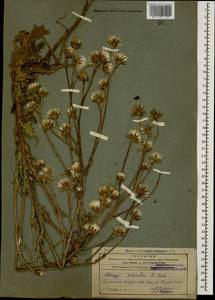 Crepis ciliata K. Koch, Caucasus, Armenia (K5) (Armenia)