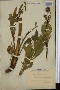 Cephalaria pastricensis Dörfl. & Hayek, Western Europe (EUR) (Albania)
