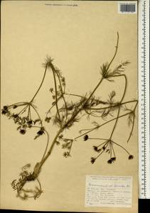 Grammosciadium daucoides DC., South Asia, South Asia (Asia outside ex-Soviet states and Mongolia) (ASIA) (Turkey)