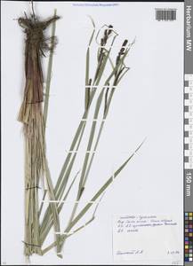 Carex acuta L., Eastern Europe, Moscow region (E4a) (Russia)