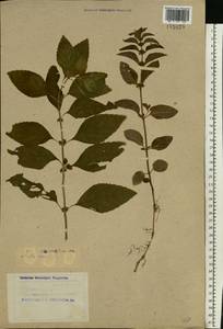 Mentha arvensis L., Eastern Europe, Northern region (E1) (Russia)