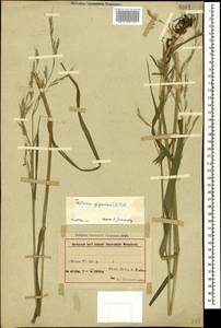 Lolium giganteum (L.) Darbysh., Caucasus, Azerbaijan (K6) (Azerbaijan)
