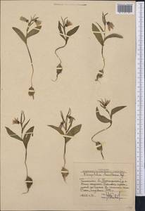 Fritillaria stenanthera (Regel) Regel, Middle Asia, Western Tian Shan & Karatau (M3) (Uzbekistan)