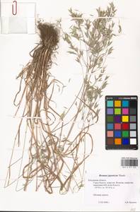Bromus japonicus Houtt., Eastern Europe, Central region (E4) (Russia)