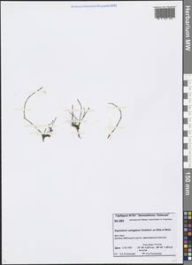 Equisetum variegatum Schleich. ex F. Weber & D. Mohr, Siberia, Central Siberia (S3) (Russia)