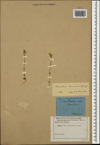 Cerastium brachypetalum subsp. tauricum (Spreng.) Murb., Caucasus (no precise locality) (K0)