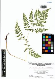 Cystopteris sudetica A. Br. & Milde, Siberia, Baikal & Transbaikal region (S4) (Russia)