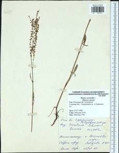 Rumex acetosella L., Eastern Europe, Central region (E4) (Russia)