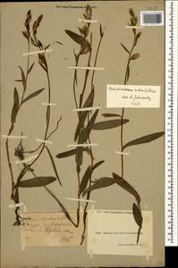 Cephalanthera rubra (L.) Rich., Caucasus, Krasnodar Krai & Adygea (K1a) (Russia)