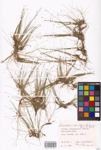 Eleocharis acicularis (L.) Roem. & Schult., Eastern Europe, West Ukrainian region (E13) (Ukraine)