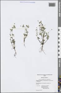 Medicago lupulina L., Eastern Europe, North-Western region (E2) (Russia)