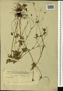 Ranunculus caucasicus M. Bieb., Caucasus, Azerbaijan (K6) (Azerbaijan)