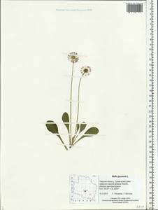 Bellis perennis L., Eastern Europe, North-Western region (E2) (Russia)
