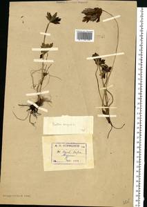 Trollius europaeus L., Eastern Europe, Northern region (E1) (Russia)