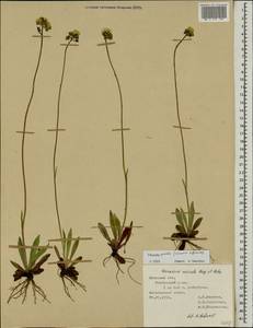 Pilosella piloselloides subsp. praealta (Gochnat) S. Bräut. & Greuter, Eastern Europe, Central forest-and-steppe region (E6) (Russia)