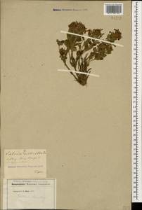 Teucrium chamaedrys L., Caucasus, Georgia (K4) (Georgia)