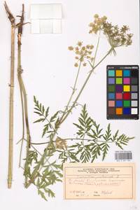 Silphiodaucus prutenicus subsp. prutenicus, Eastern Europe, Moscow region (E4a) (Russia)