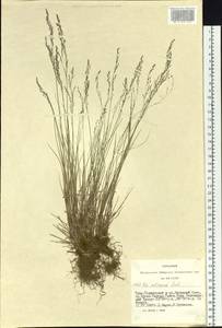 Poa glauca subsp. altaica (Trin.) Olonova & G.H.Zhu, Siberia, Altai & Sayany Mountains (S2) (Russia)