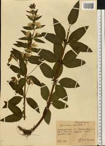 Lysimachia punctata L., Eastern Europe, West Ukrainian region (E13) (Ukraine)