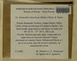 Anomodon viticulosus (Hedw.) Hook. & Taylor, Bryophytes, Bryophytes - North Caucasus & Ciscaucasia (B12) (Russia)