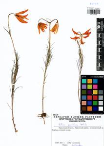 Lilium pumilum Redouté, Siberia, Baikal & Transbaikal region (S4) (Russia)