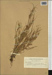 Carex secalina Willd. ex Wahlenb., Western Europe (EUR) (Romania)