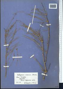 Calligonum ×macrocarpum I. G. Borshch., Middle Asia, Caspian Ustyurt & Northern Aralia (M8) (Kazakhstan)