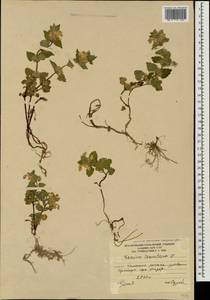 Lamium tomentosum Willd., Caucasus, South Ossetia (K4b) (South Ossetia)