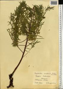 Euphorbia uralensis Fisch. ex Link, Eastern Europe, Middle Volga region (E8) (Russia)