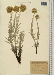 Cladochaeta candissima (M. Bieb.) DC., Caucasus, Stavropol Krai, Karachay-Cherkessia & Kabardino-Balkaria (K1b) (Russia)