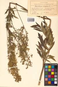 Thalictrum simplex L., Siberia, Russian Far East (S6) (Russia)