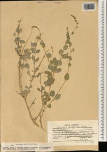 Atriplex griffithii Moq., South Asia, South Asia (Asia outside ex-Soviet states and Mongolia) (ASIA) (Afghanistan)