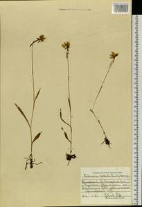 Pecteilis radiata (Thunb.) Raf., Siberia, Russian Far East (S6) (Russia)