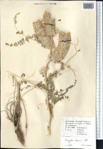 Astragalus alopecias Pall., Middle Asia, Western Tian Shan & Karatau (M3) (Uzbekistan)