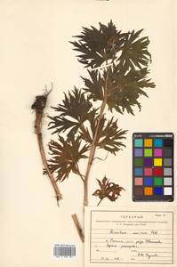 Aconitum maximum Pall. ex DC., Siberia, Russian Far East (S6) (Russia)