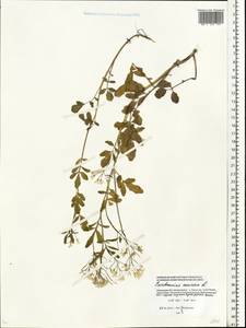 Cardamine amara L., Eastern Europe, Moscow region (E4a) (Russia)